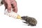 Helping human hand give food with a feeding bottle a Young European hedgehog