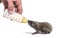 Helping human hand give food with a feeding bottle a Young European hedgehog