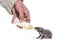 Helping human hand give food with a feeding bottle a Young European hedgehog