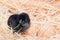 Helpless little chick still wet after hatching