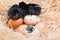 Helpless little chick still wet after hatching