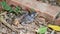 Helpless small bird wet on the pavement,Young sparrow.