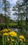 Helty dandelions on the background of the summer landscape.