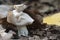 Helvella crispa white saddle mushroom