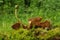 Helvella leucomelaena fungus