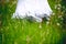 Hem of the white wedding dress. Bride walking through the meadow with faded dandelions