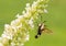 Hemaris diffinis, Snowberry Clearwing moth in flight