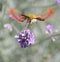 Hemaris thysbe, hummingbird clearwing moth