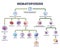 Hematopoiesis as blood cellular stem components formation outline diagram