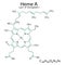 Heme A chemical formula. Organic compound. Part of hemoglobin. Molecular structure. Vector illustration. Stock image.