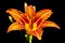 Hemerocallis on a black background. Daylily flower with bright orange petals and yellow middle, stamens. Close-up flower