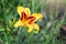 Hemerocallis Bonanza, Bonanza Daylily, perennial tuft forming herb with linear leaves and canary-yellow flowers with deep red