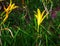 Hemerocallis citrina, common names citron daylily and long yellow daylily, is a species of herbaceous perennial plant in the