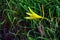 Hemerocallis citrina, common names citron daylily and long yellow daylily, is a species of herbaceous perennial plant in the