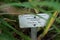 Hemerocallis x cultorum \\\'Pardon Me\\\' grows in July. Potsdam, Germany