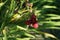 Hemerocallis x cultorum \\\'Pardon Me\\\' grows in July. Potsdam, Germany