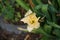 Hemerocallis cultorum \\\'Schnickel Fritz\\\' blooms in June. Berlin, Germany