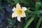 Hemerocallis cultorum \\\'Schnickel Fritz\\\' blooms in June. Berlin, Germany