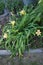 Hemerocallis cultorum \\\'Schnickel Fritz\\\' blooms in June. Berlin, Germany