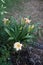 The Hemerocallis cultorum `Schnickel Fritz`. A daylily or day lily is a flowering plant in the genus Hemerocallis. Berlin, Germany