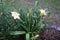 Hemerocallis cultorum `Schnickel Fritz`. A daylily or day lily is a flowering plant in the genus Hemerocallis. Berlin, Germany