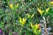 Hemerocallis - Day Lilies, Wiltshire, England, UK