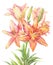Hemerocallis, day-lily