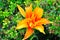 Hemerocallis - Day Lily, Wiltshire, England, UK