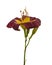 Hemerocallis daylily Night Beacon on a white background isola