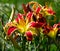 Hemerocallis in fire at Montreal Botanical garden