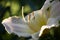 Hemerocallis flower the White Dragon.Closeup.