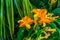 Hemerocallis frans hals, Dutch cultivar specie of the daylily, popular colorful garden flowers
