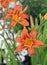 Hemerocallis fulva