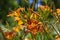 Hemerocallis fulva beautiful bright color orange plants in bloom, ornamental flowering daylily flowers in natural parkland