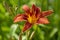 Hemerocallis fulva beautiful bright color orange plants in bloom, ornamental flowering daylily flowers in natural parkland