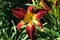 Hemerocallis fulva brilliant orange