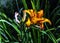 Hemerocallis fulva known as orange day-lily, tawny, tiger, railroad, roadside or fulvous daylily, also ditch, outhouse or wash-hou