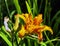 Hemerocallis fulva known as orange day-lily, tawny, tiger, railroad, roadside or fulvous daylily, also ditch, outhouse or wash-hou