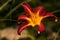 Hemerocallis fulva - one orange day-lily blossom closeup