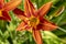 Hemerocallis fulva or the orange day-lily. Corn lily flowering in the garden. Close up. Detail