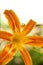 Hemerocallis fulva orange daylily
