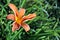 Hemerocallis fulva, the orange, tawny, tiger or fulvous daylily, ditch lily also railroad, roadside, outhouse lily