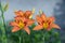 Hemerocallis fulva ornamental day lily flower in bloom, park ornamental flowering plant with orange flowers and buds