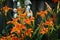 Hemerocallis fulva, tawny or orange daylily with a white Aplectrum hyemale, Adam and Eve or putty root