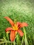 Hemerocallis fulva. The tiger lilies (or tawny daylilies)