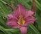 Hemerocallis hybrida