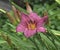 Hemerocallis hybrida