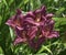 Hemerocallis hybrida