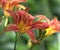 Hemerocallis hybrida