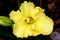 Hemerocallis `Lemon Custard Classic`